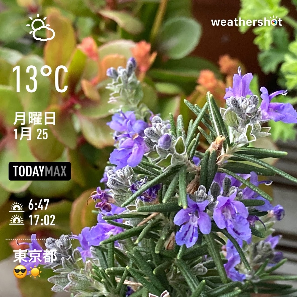 WeatherShot(2021-01-25)