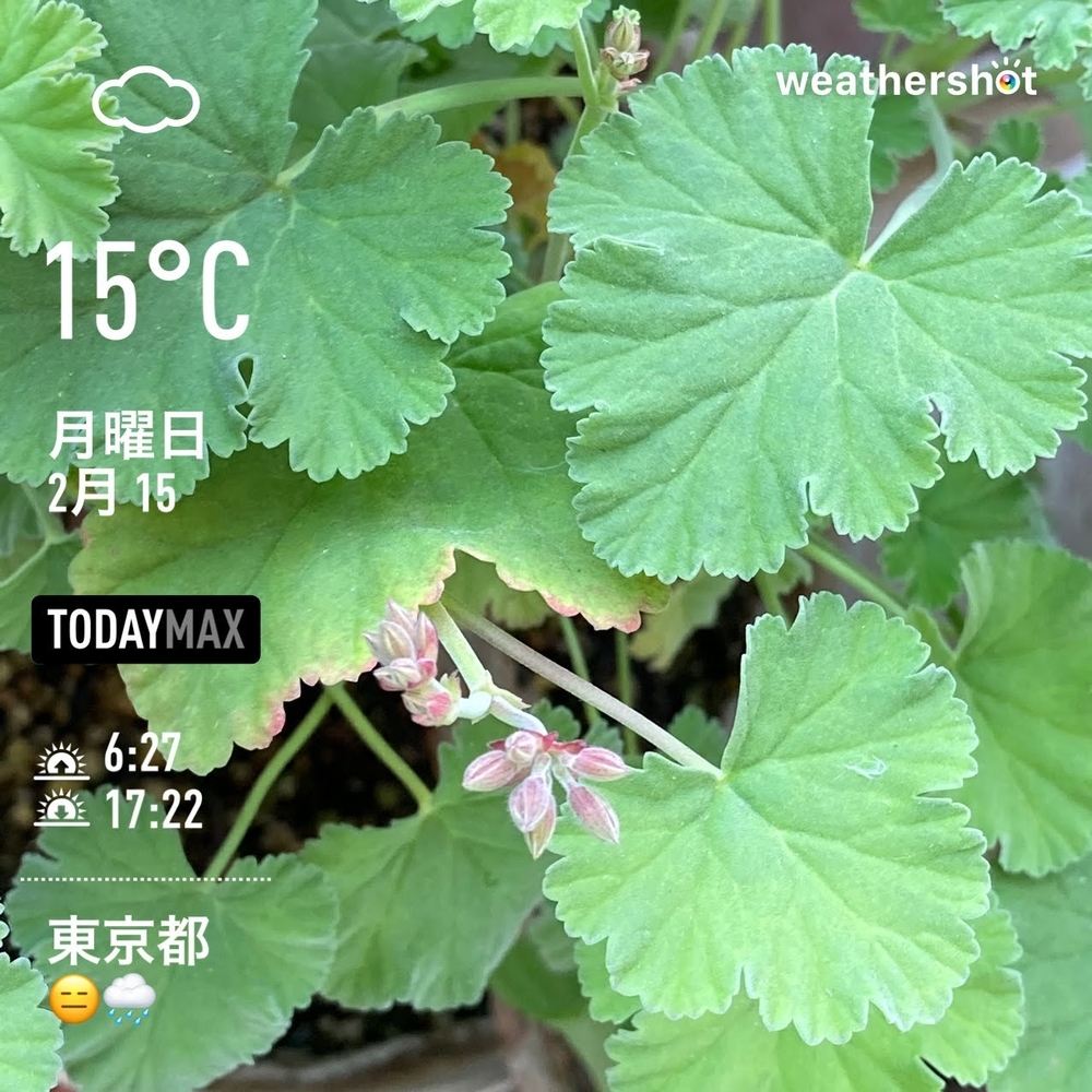 WeatherShot（2021-02-15）