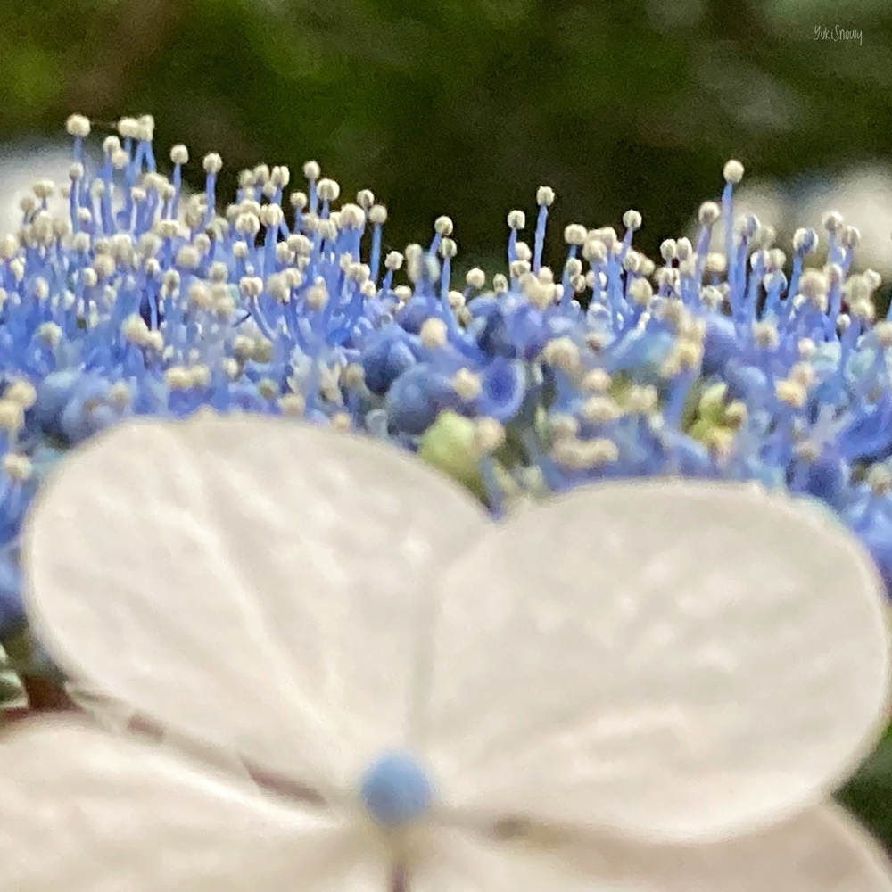 紫陽花@六義園(2021-06-05)