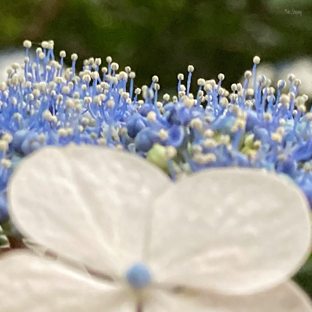 紫陽花＠六義園（2021-06-05）