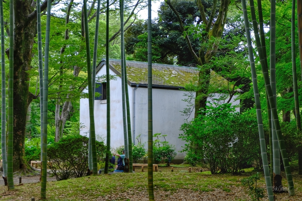 六義園(2021-06-13)