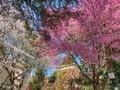 [東京][風景][神社]駒込富士神社（2022-03-28）