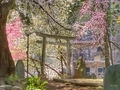 [東京][風景][神社]駒込富士神社（2022-03-28）