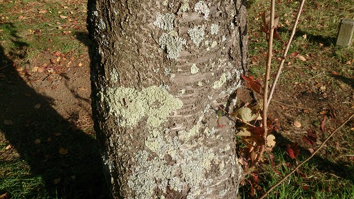 f:id:Solisquale:20191110231530j:plain