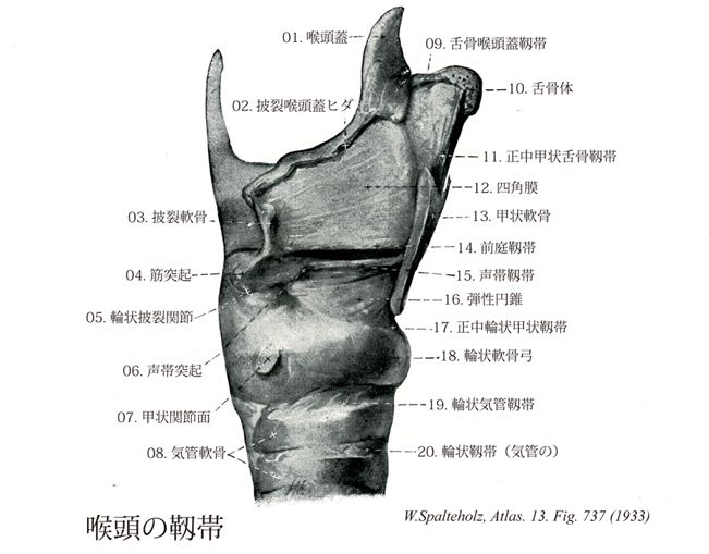 f:id:Soluna_Eureka:20220316175708p:plain