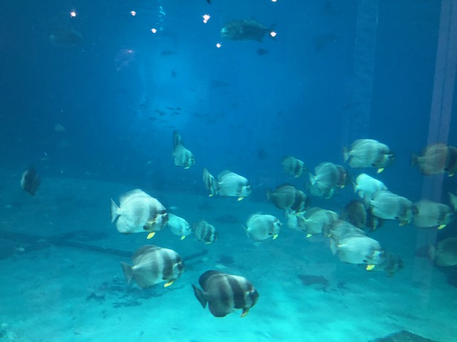 f:id:Sophiemardi:20201026095939j:plain