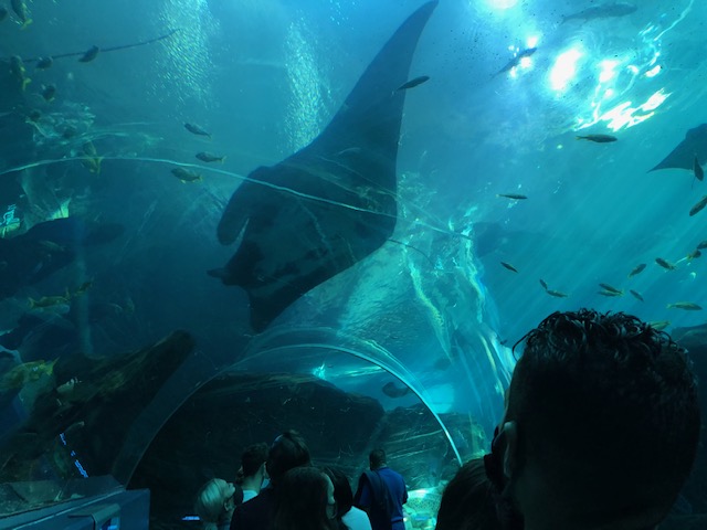 f:id:Sophiemardi:20201026100645j:plain