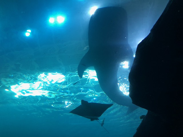 f:id:Sophiemardi:20201026101004j:plain