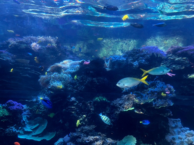 f:id:Sophiemardi:20201026102406j:plain