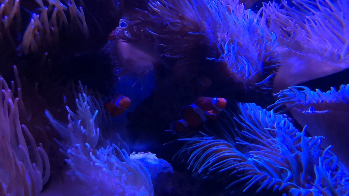 f:id:Sophiemardi:20201026102706j:plain