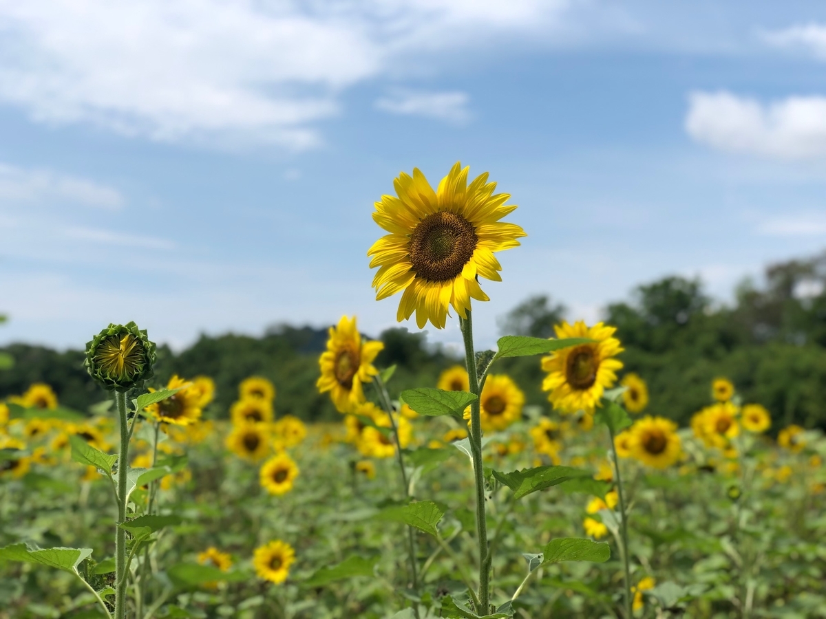 f:id:Sophiemardi:20210729111933j:plain