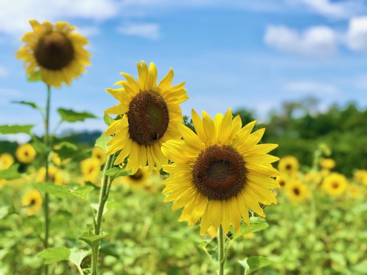 f:id:Sophiemardi:20210729112003j:plain