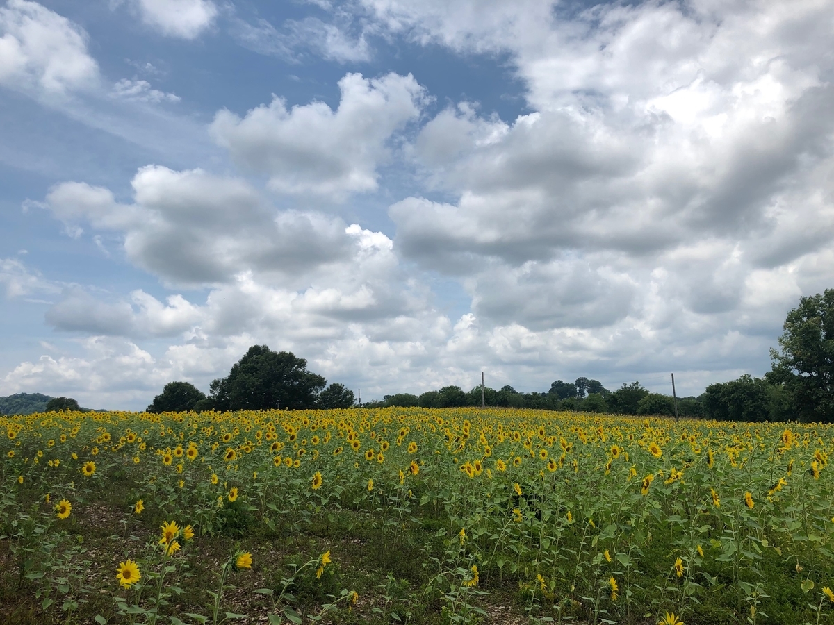 f:id:Sophiemardi:20210729112116j:plain