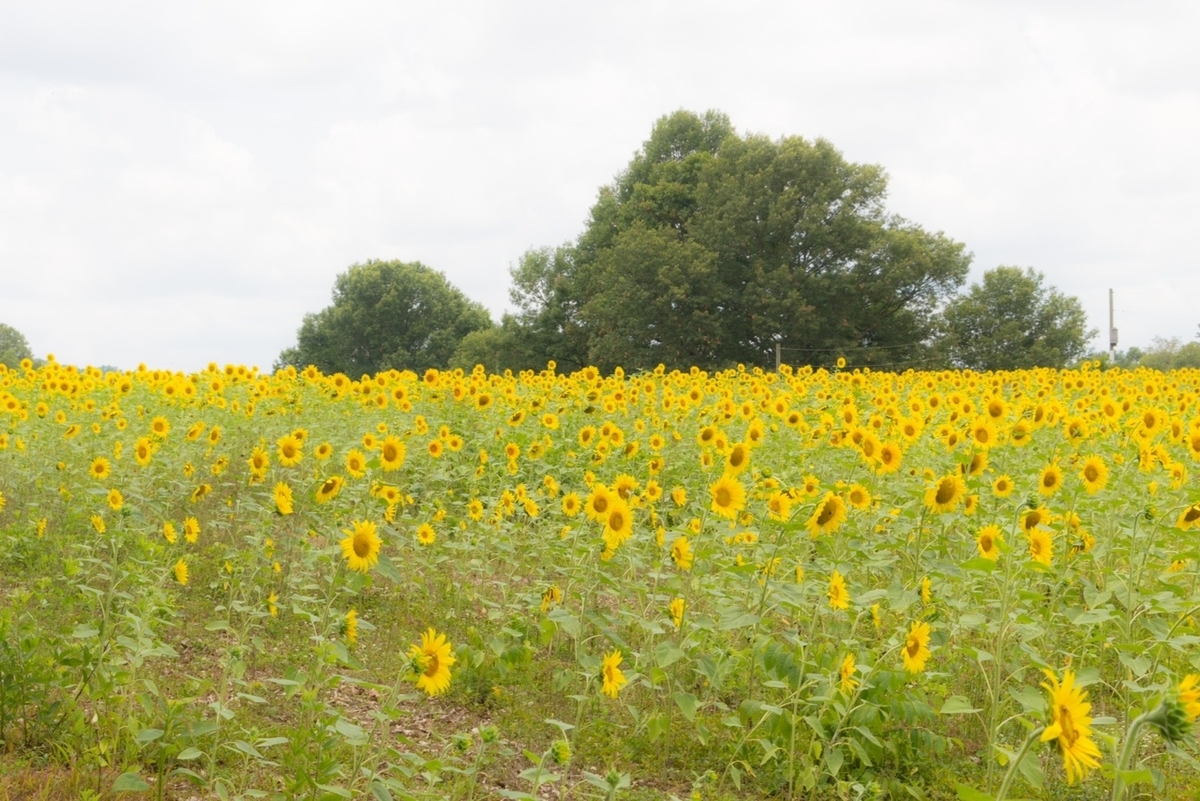 f:id:Sophiemardi:20210729112201j:plain