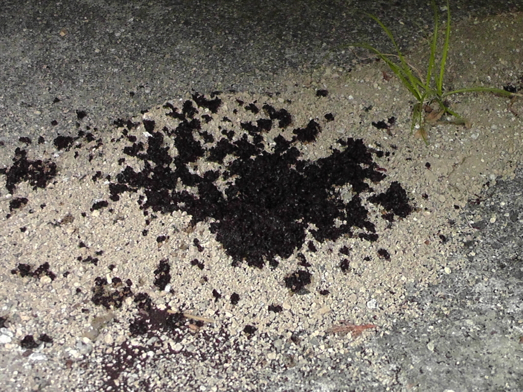アリの巣を無くすために コーヒーのカスを蒔いてみた 田舎に移住つれづれなるままに