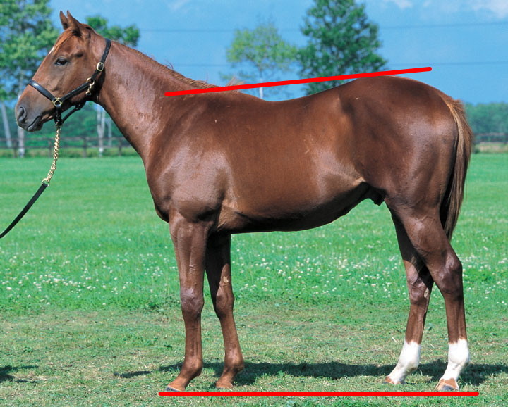 競走馬の馬体を評価する基準をまとめてみた - 馬の気持ちは