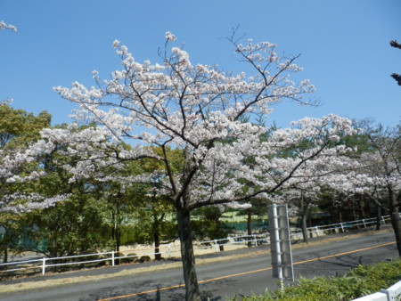 f:id:Sp_Bowl36:20120408120510j:image