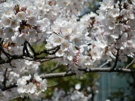 f:id:Sp_Bowl36:20120408120922j:image