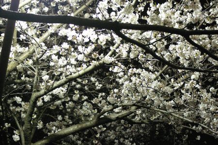 f:id:Spawning_Pool:20060213074334j:image