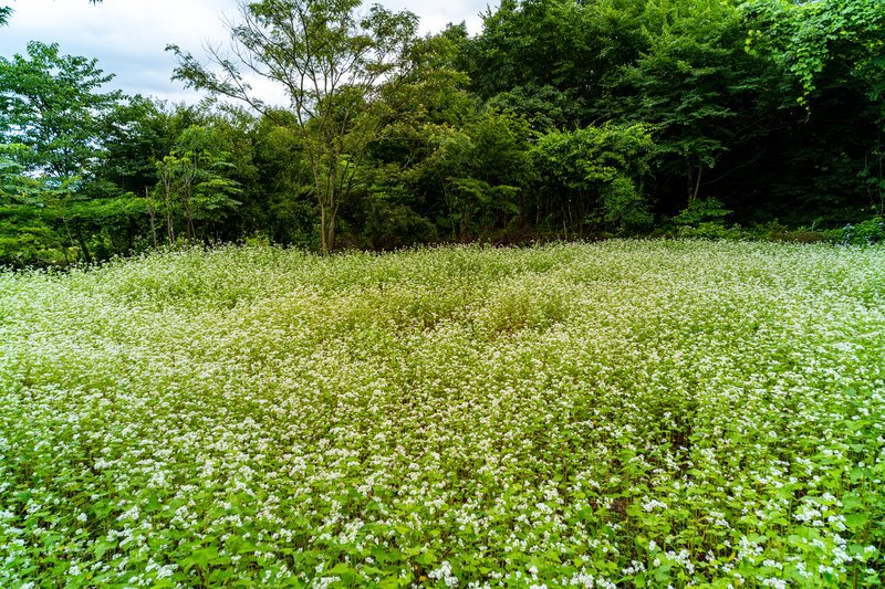 f:id:Spiral_NT:20201023060102j:plain f:id:Spiral_NT:20201023060102j:plain