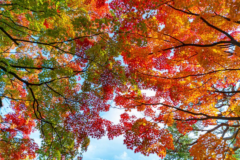 f:id:Spiral_NT:20201111062856j:plain