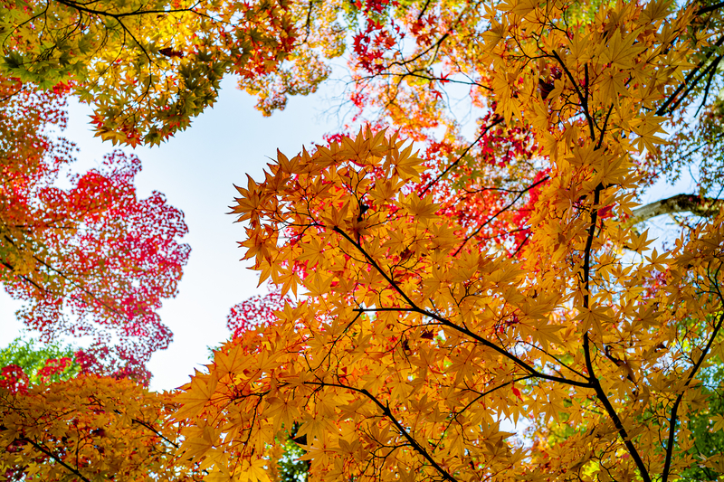 f:id:Spiral_NT:20201111062904j:plain