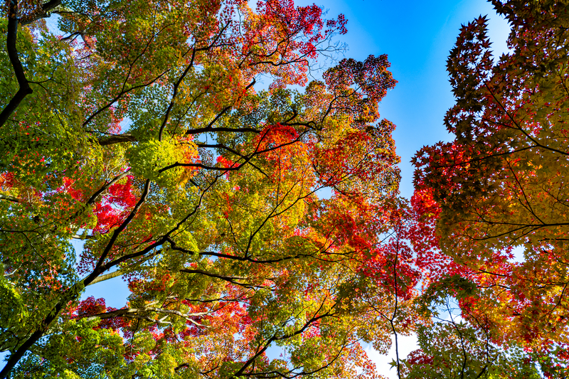 f:id:Spiral_NT:20201111062911j:plain