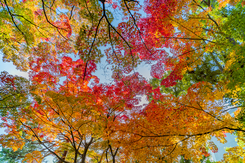 f:id:Spiral_NT:20201111062930j:plain