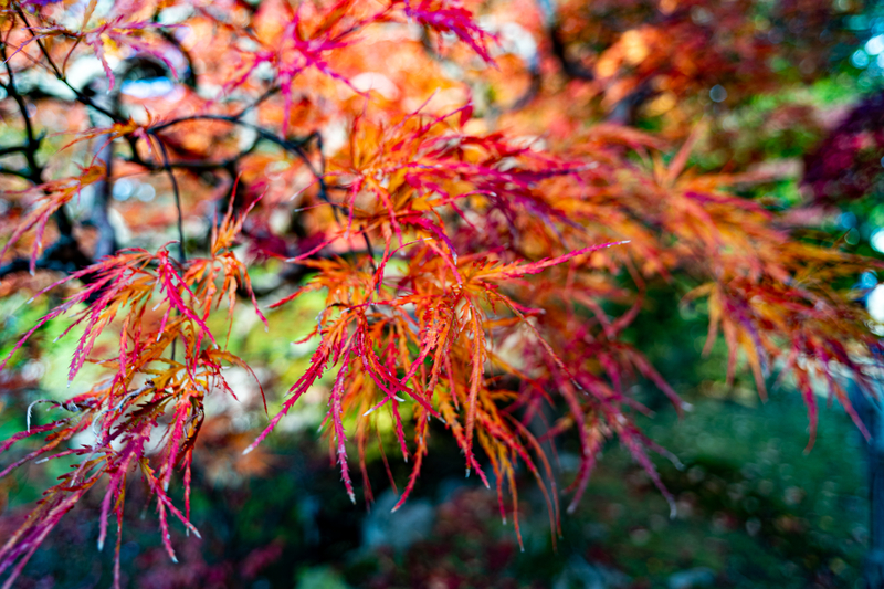 f:id:Spiral_NT:20201111063005j:plain