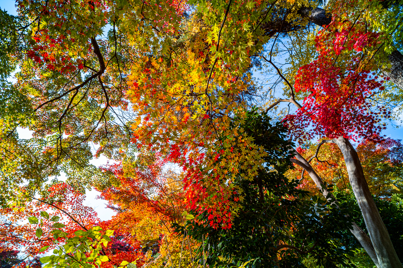 f:id:Spiral_NT:20201111063032j:plain