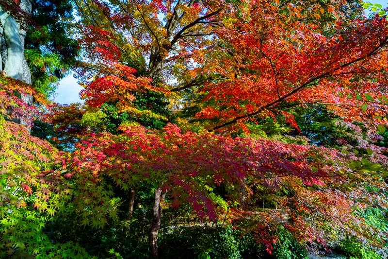 f:id:Spiral_NT:20201111063046j:plain