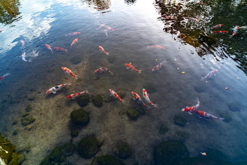 f:id:Spiral_NT:20201111063055j:plain