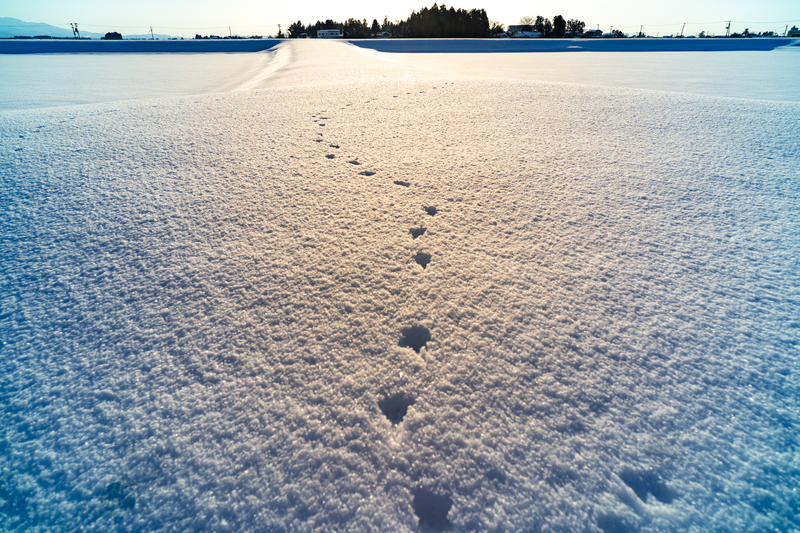 f:id:Spiral_NT:20220319095545j:plain