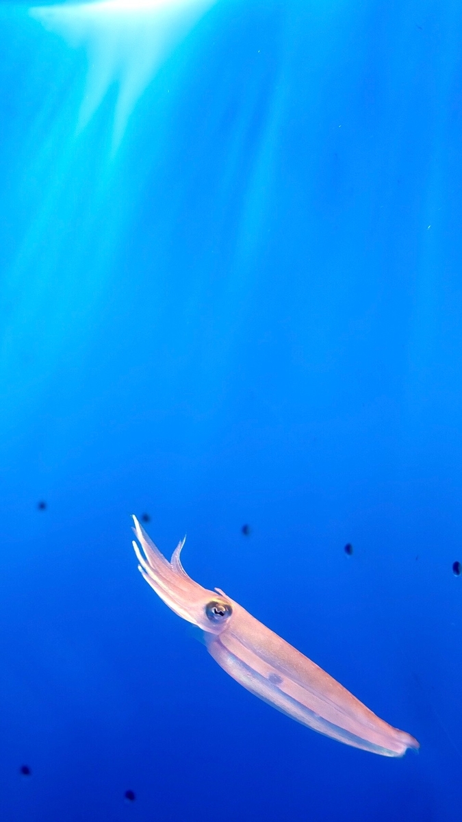 f:id:Spirula:20200930211522j:plain