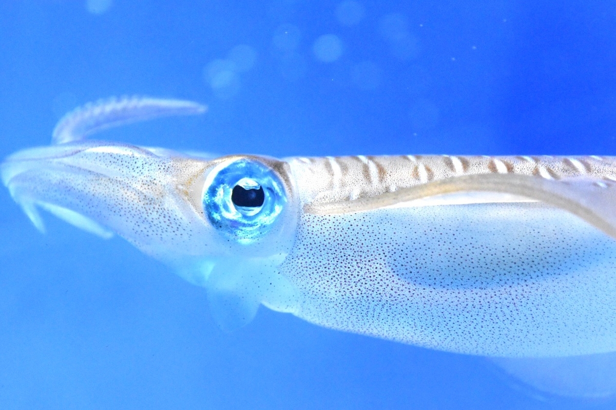 f:id:Spirula:20200930211526j:plain