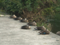 [河川][動物][公園] 野川公園 鴨 編隊