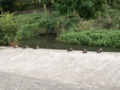 [河川][動物][公園] 野川公園 鴨 編隊