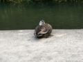 [河川][動物][公園] 野川公園 鴨 あ