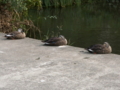 [河川][動物][公園]