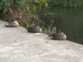 [河川][動物][公園] 野川公園 鴨 編隊 グループA