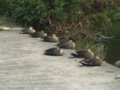 [河川][動物][公園] 野川公園 鴨 編隊