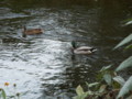 [河川][動物][公園]