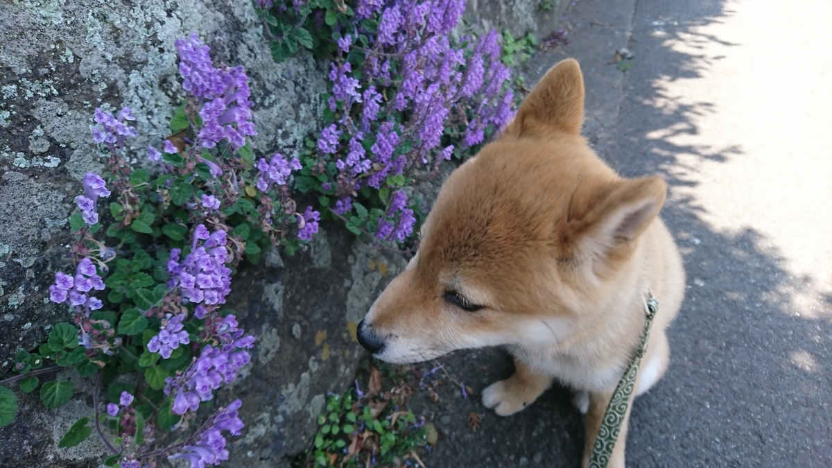 f:id:St-Fuji:20200430190700j:plain