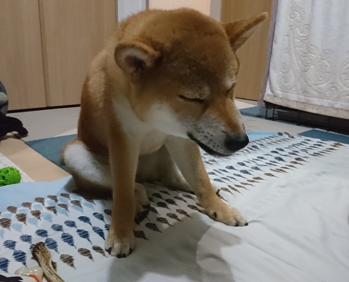f:id:St-Fuji:20200715152513j:plain f:id:St-Fuji:20200715152513j:plain