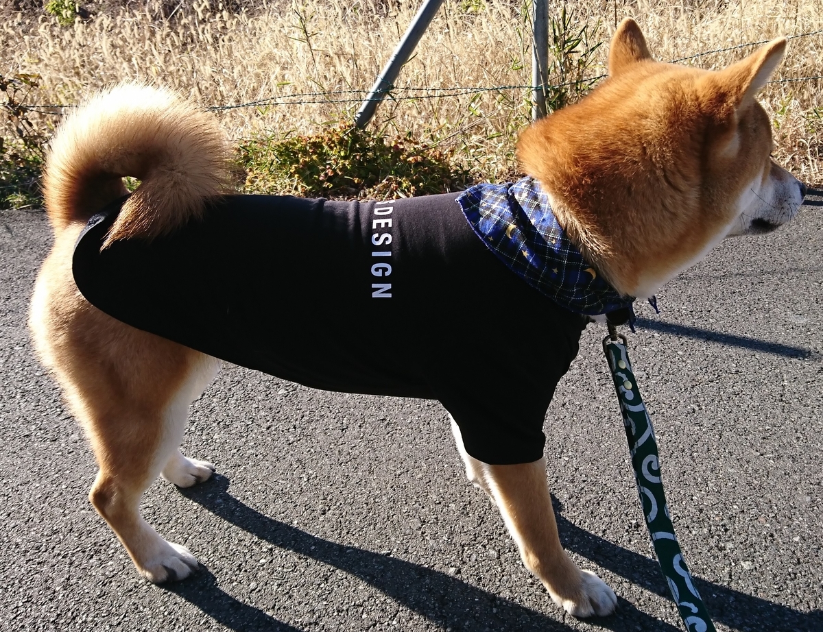 f:id:St-Fuji:20210208165447j:plain