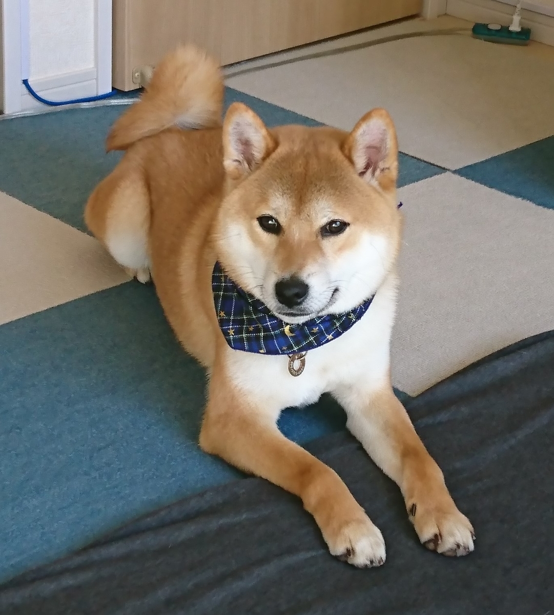f:id:St-Fuji:20210209195010j:plain