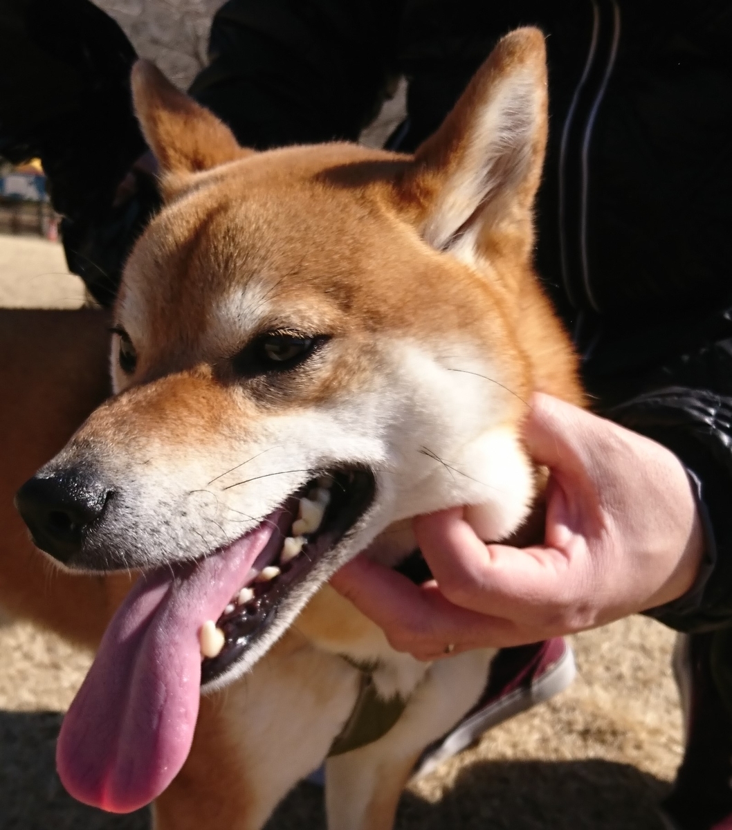 f:id:St-Fuji:20210221123845j:plain