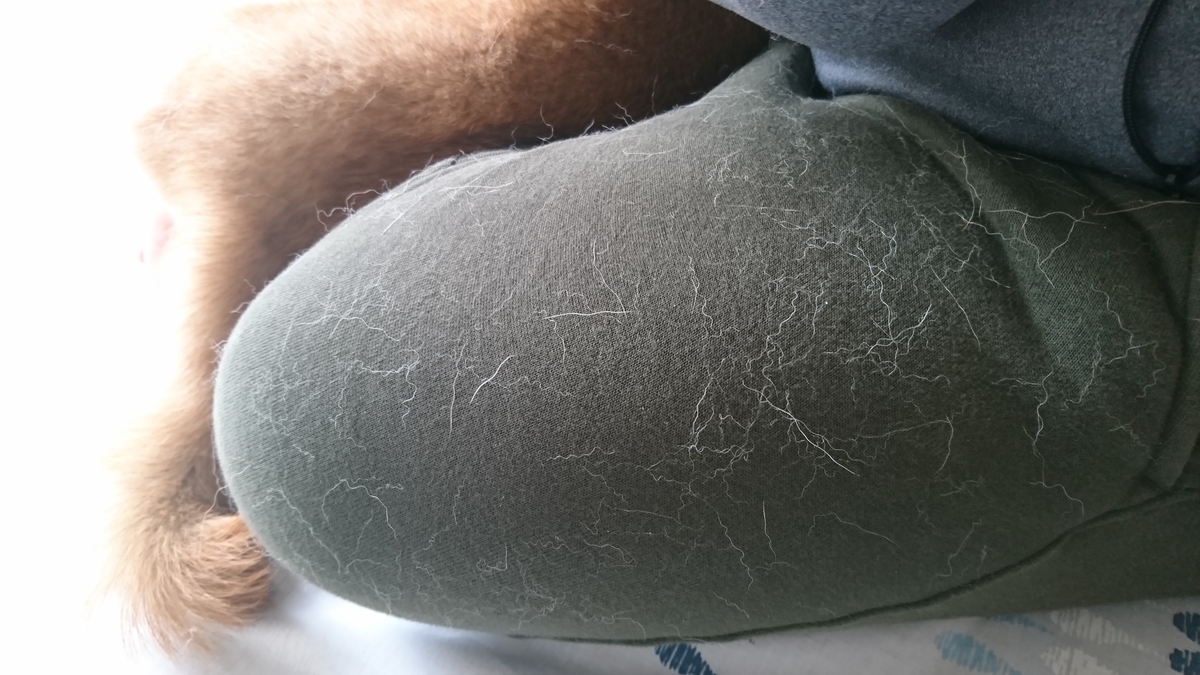 f:id:St-Fuji:20210511124920j:plain