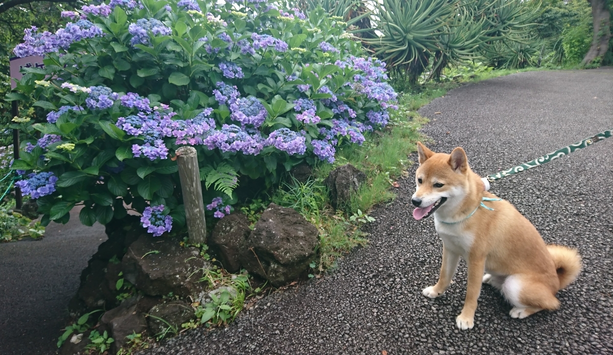 f:id:St-Fuji:20210623124146j:plain
