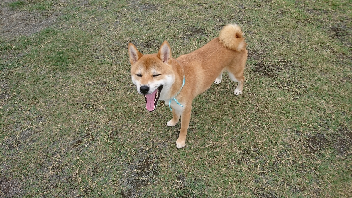 f:id:St-Fuji:20210623152849j:plain